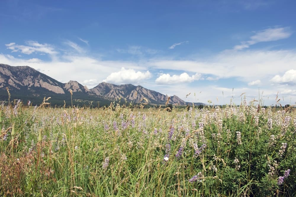 Wildflower fields below the Front Range, Longmont